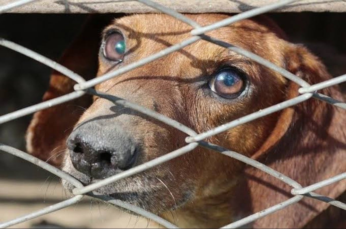 Cane anziano trovato tra le sterpaglie e stremato dal caldo: denunciata la proprietaria - 