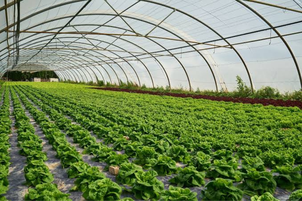 Riccione, serre agricole: il Tar annulla demolizione e diniego del Comune - Repertorio