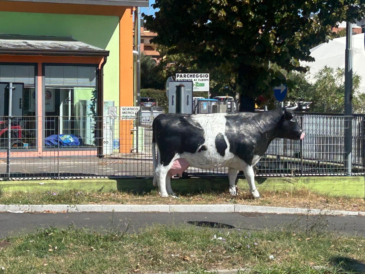 Santarcangelo: rubato il vitellino davanti a Tutto Zoo - La mucca fuori da Tutto Zoo