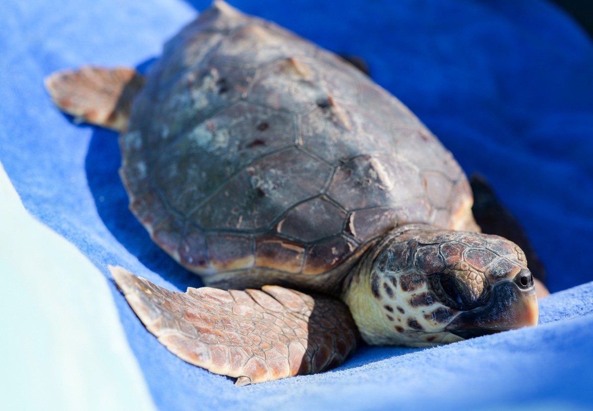Elisabeth, la tartaruga salvata dai rifiuti torna libera in Adriatico - 