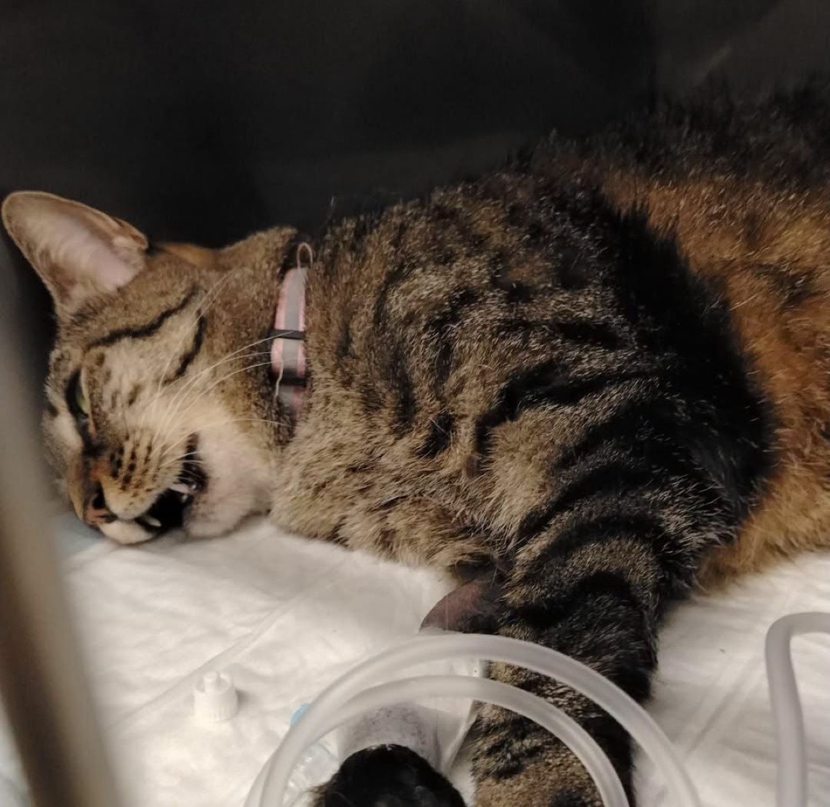Santarcangelo, gatta aggredita e uccisa da tre cani vaganti - La gatta appena soccorsa