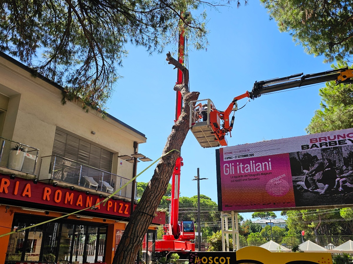 Riccione, cede un pino di 80 anni: necessario l’abbattimento - 