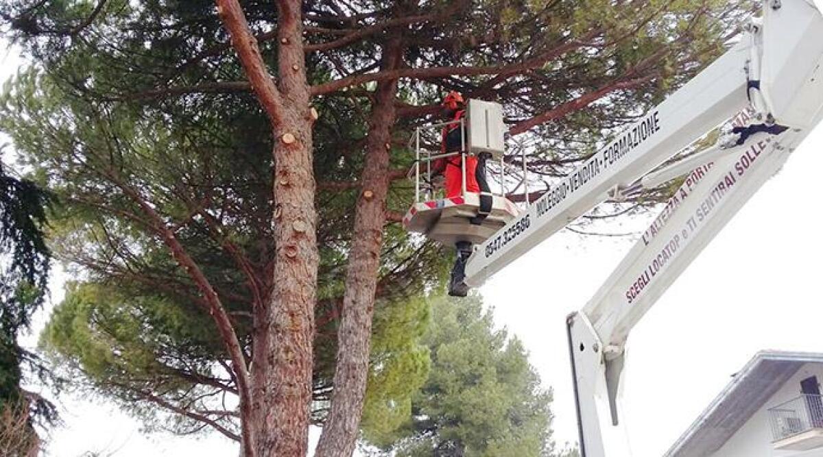 Santarcangelo non trascura il verde pubblico: "Ecco il piano delle potature" - Potatura ARCHIVIO