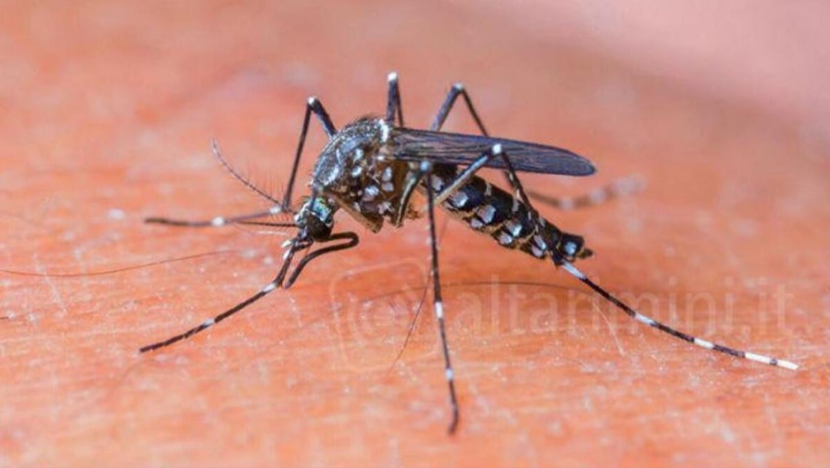 Dengue, un caso a Rimini: al via le procedure di disinfestazione - Zanzara - foto di repertorio