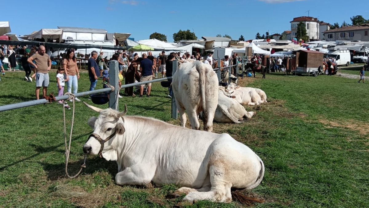 Nacque come mercato di bovini e prodotti agricoli, oggi è un evento di punta: torna la fiera di Pugliano - 