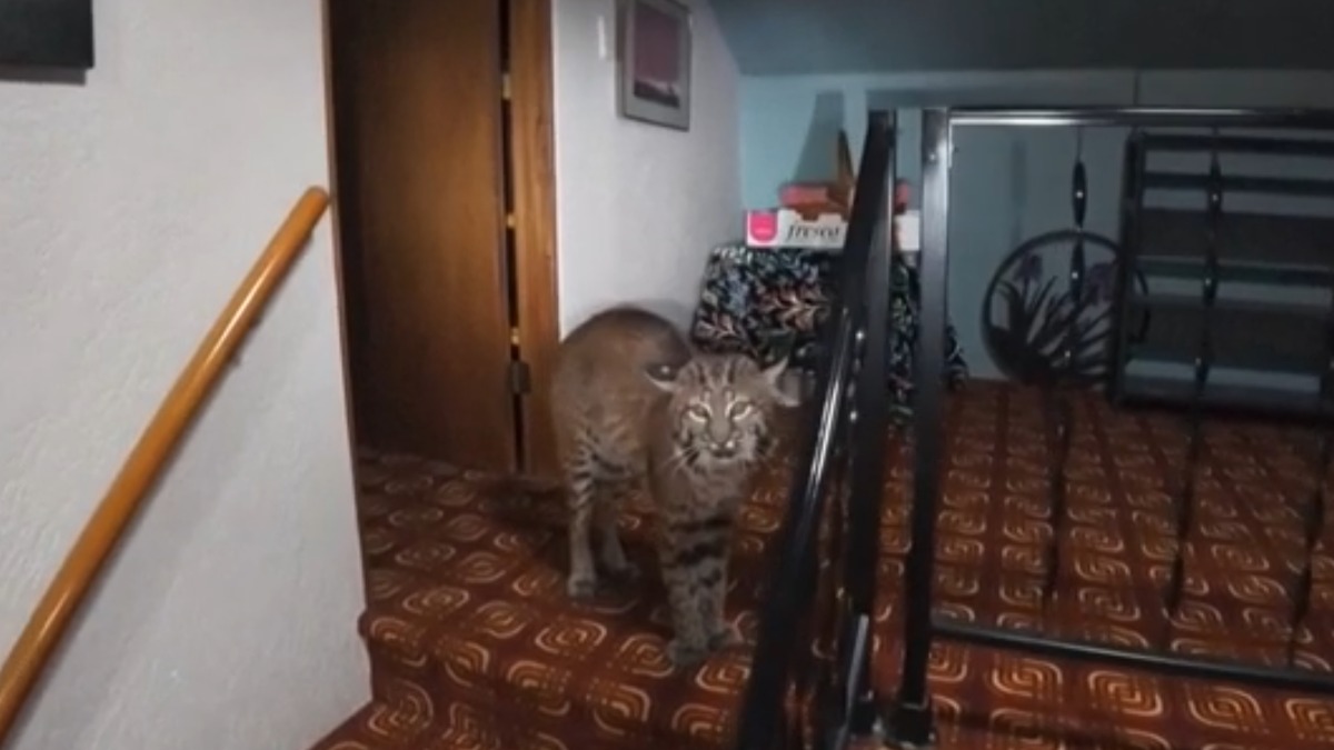 Chiama la polizia pensando a un ladro in casa: gli agenti trovano una lince - 