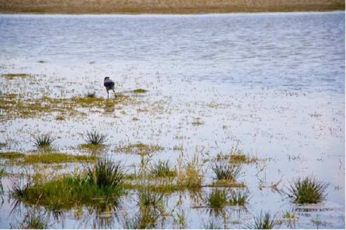 Caccia vietata anche lungo il fiume Uso: stop per tutta la stagione venatoria - 