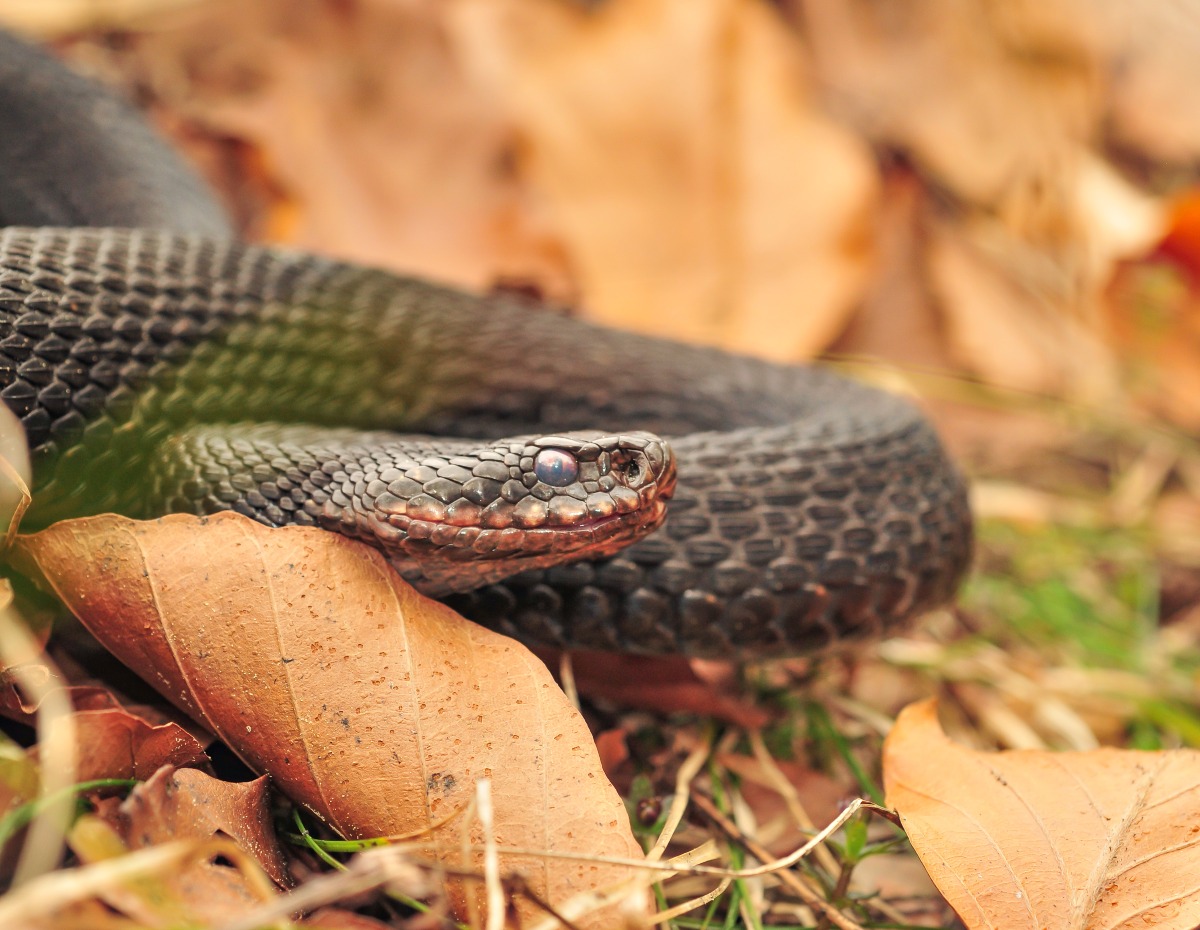 Morso da una vipera in giardino, bimbo di 5 anni finisce in ospedale - Una vipera, foto repertorio