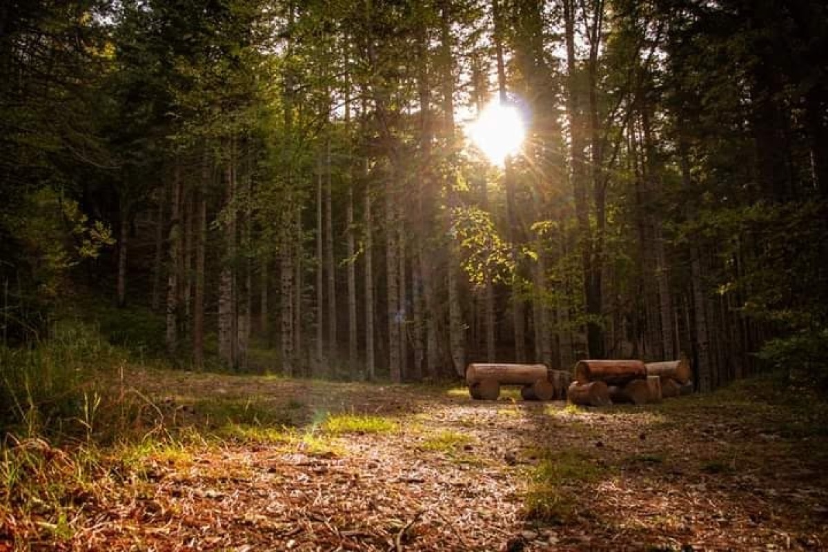 Nel bosco, a Montecopiolo un’escursione alla scoperta della flora spontanea - 