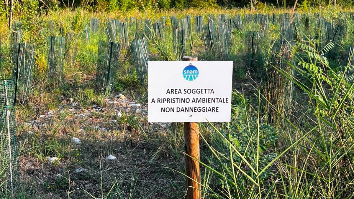 Ripristino Ambientale Metanodotto Snam in Valmarecchia: le piante muoiono - 