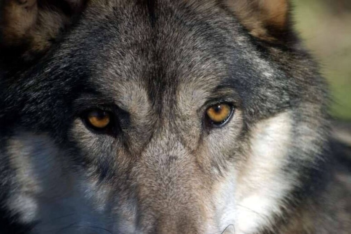 Novafeltria, lupo azzanna e porta via un barboncino davanti alla porta di casa - Foto Ansa