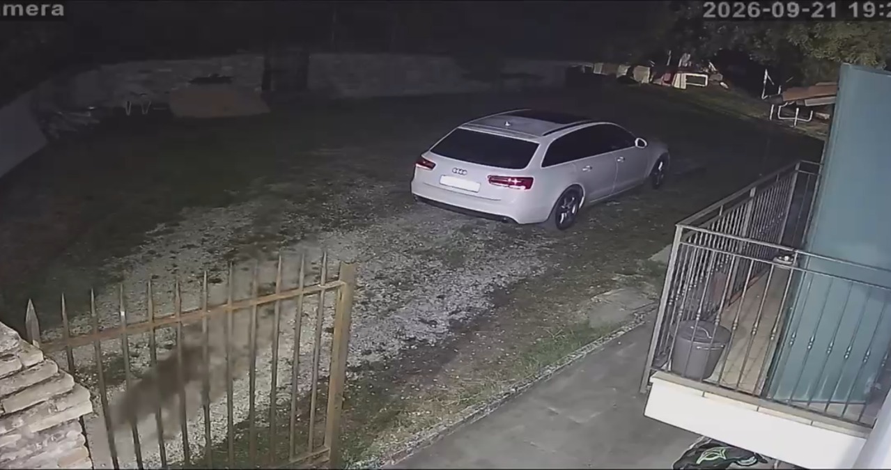 Novafeltria, lupo azzanna e porta via un barboncino davanti alla porta di casa - 