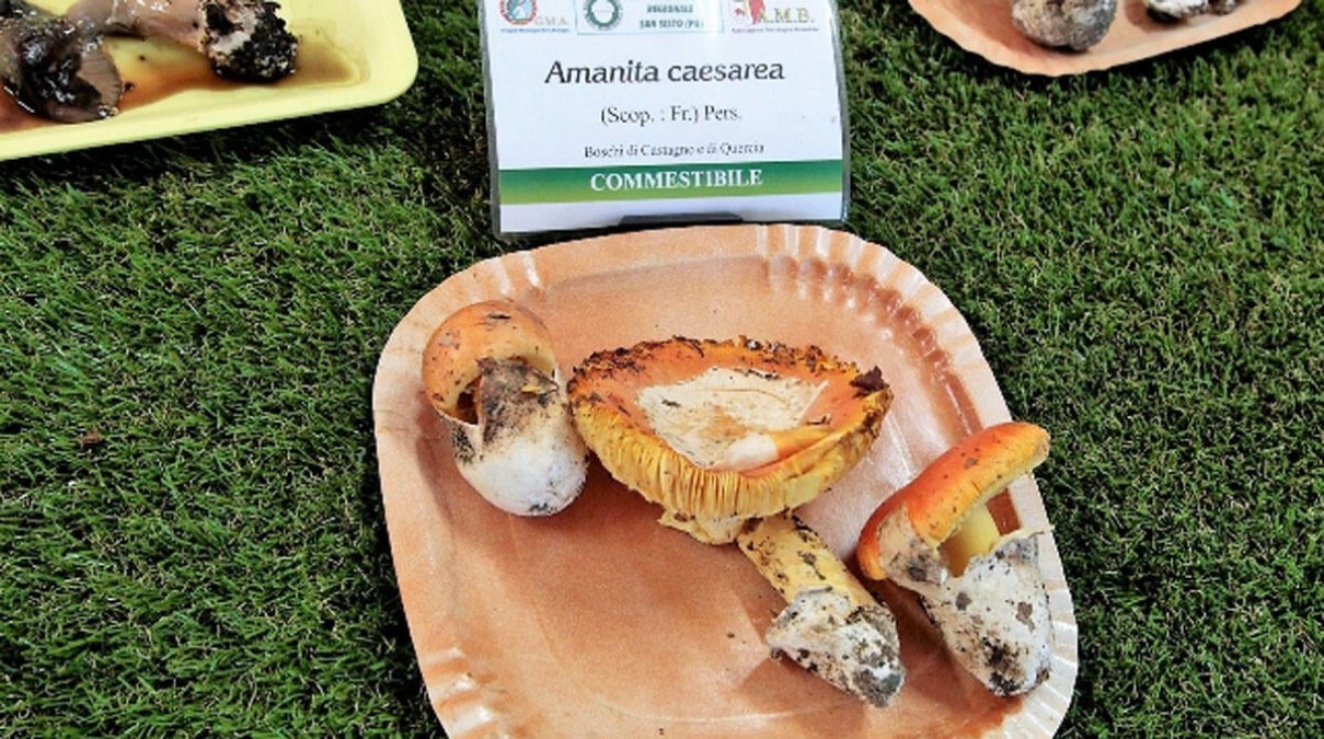A San Sisto torna la Festa del Fungo: quattro giornate tra sapori del bosco ed escursioni - Fiera del fungo di San Sisto