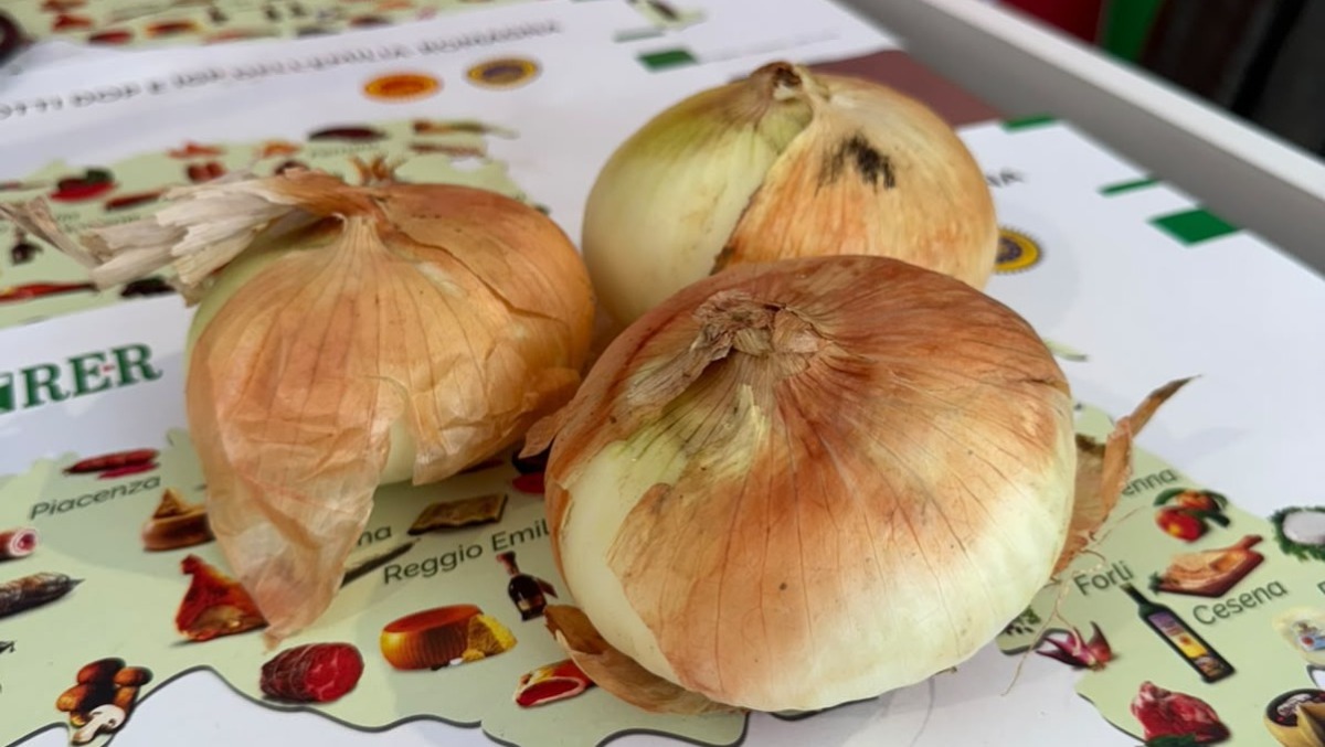La cipolla dell'acqua di Santarcangelo "in vetrina" al Salone del Gusto di Torino - La cipolla dell'acqua di Santarcangelo