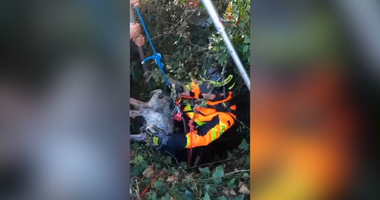 Cane da caccia cade in un vecchio pozzo, salvato dai vigili del fuoco - © Vigili del Fuoco