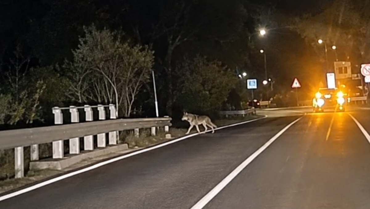 A spasso nella notte: due lupi avvisati a Misano Monte  - L'immagine del lupo immortalata dall'automobilista 