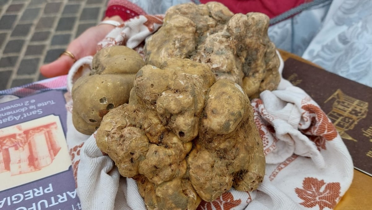 Sant’Agata Feltria, il tartufo bianco torna protagonista: al via la 42ª Fiera Nazionale - Tartufo, Sant'Agata Feltria