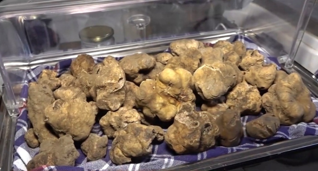 Pergola, al via la Fiera Internazionale del Tartufo Bianco: domenica la prima giornata - 