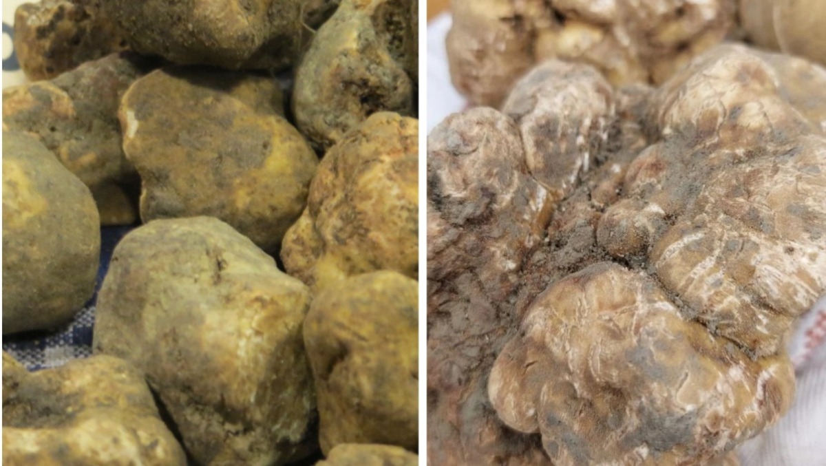 Il "re" tartufo protagonista, ma non solo: gli eventi di Rimini e Provincia - 