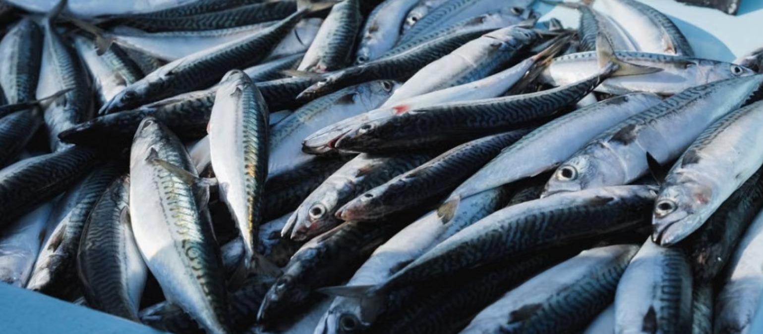 Cattolica, chiude l’asta del pesce: "È un segnale della crisi della pesca" - 