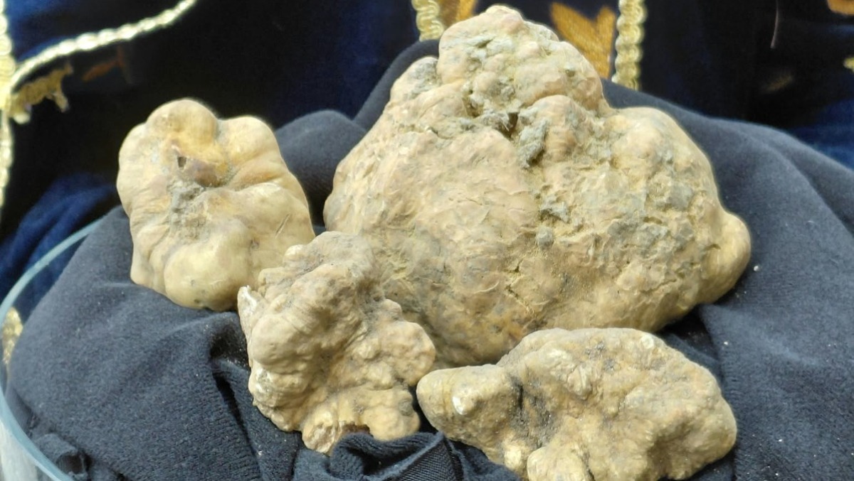 Sant’Agata Feltria, un tartufo da 645 grammi conquista la giuria della Fiera nazionale - 