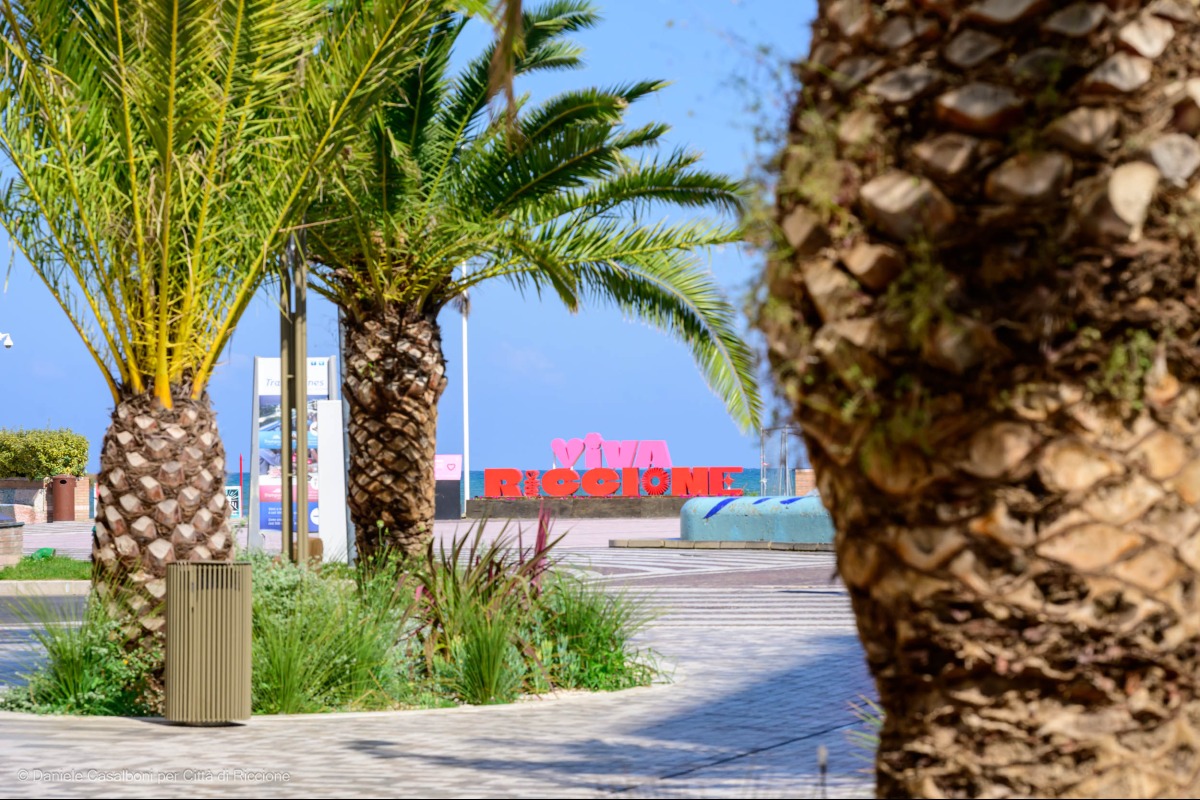 Viale Ceccarini, salvati 17 pini su 21. Il progetto prevede nove alberi in più - Riccione
