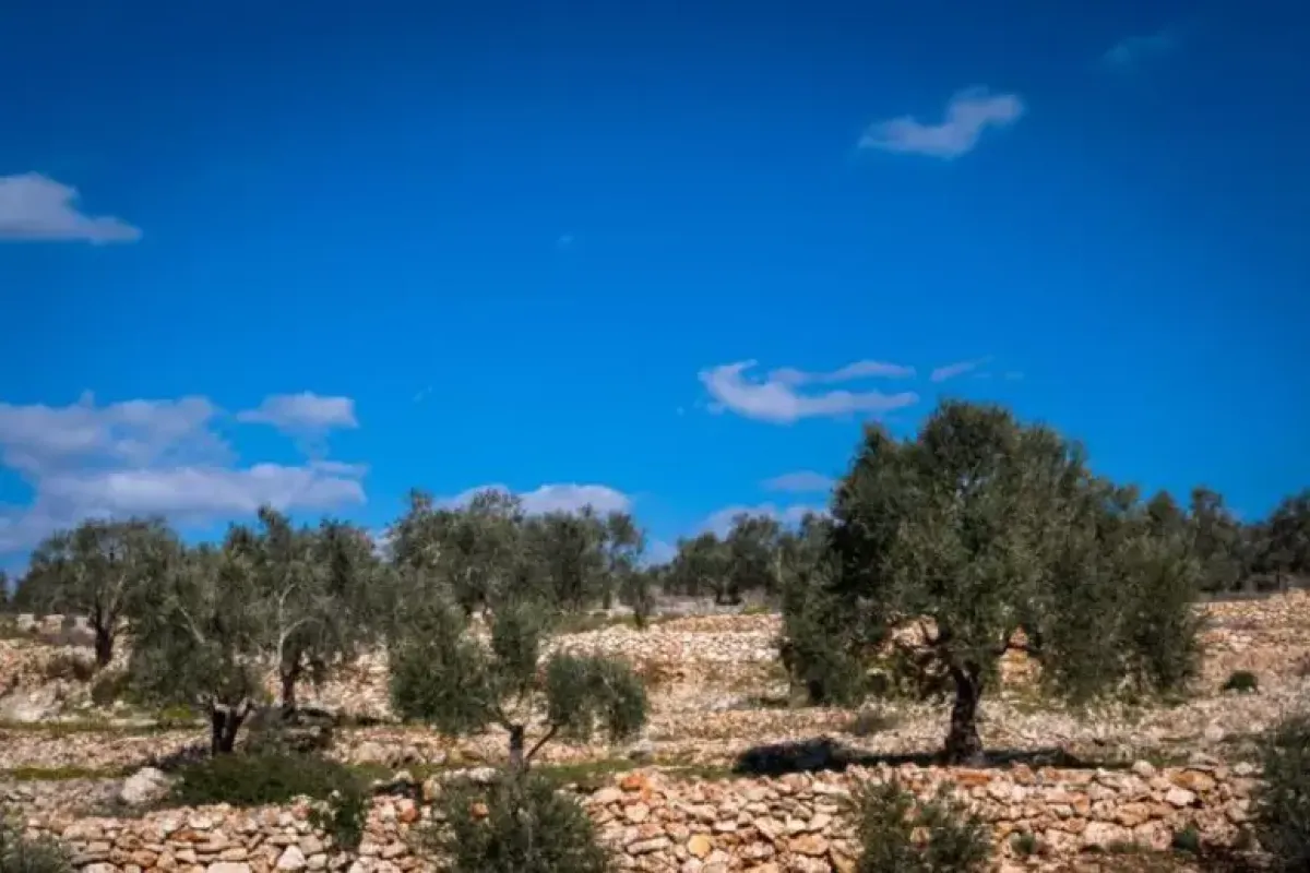 Blitz israeliani in Cisgiordania, decine di palestinesi fermati - 