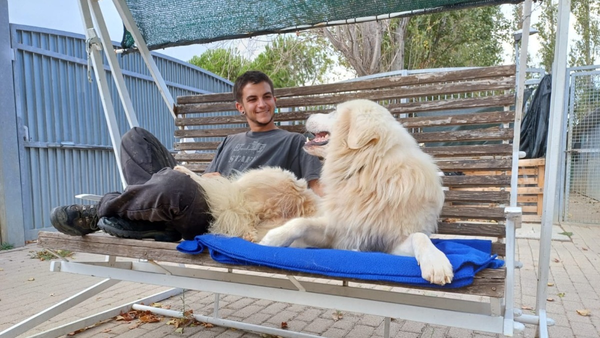 Riccione, nuove regole per canile e gattile: visite veterinarie e adozioni più sicure - Le immagini del comune intercomunale 