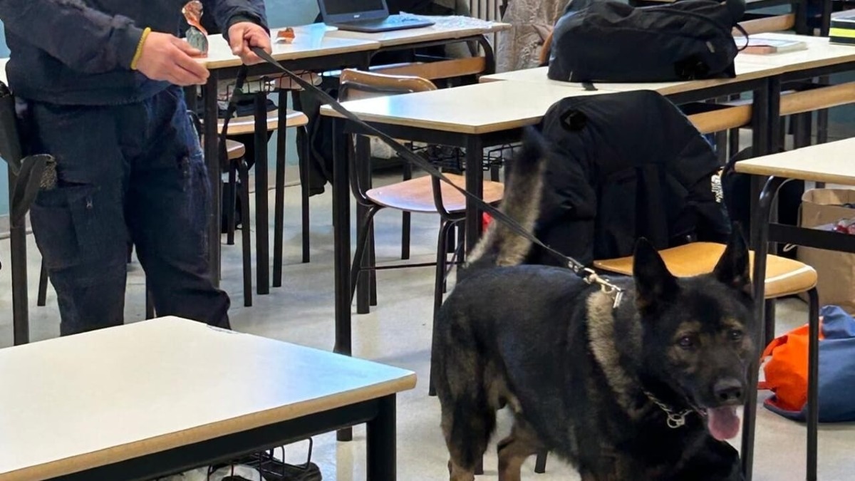 Controlli antidroga nelle scuole di Rimini: Carabinieri in azione con le unità cinofile - Repertorio
